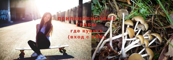 прущие грибы Баксан
